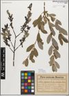 Foto von Salix myrsinifolia Salisb.